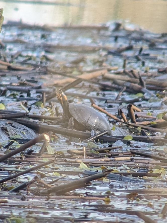 Spotted Turtle